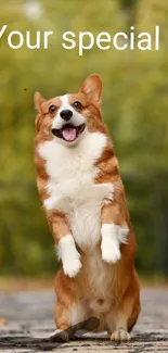 Joyful Corgi standing in an autumn forest background.