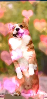 Joyful corgi with heart bokeh background.