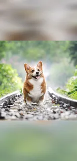 Corgi walking on a green railway track in nature.