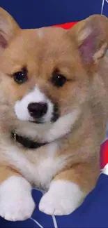 Adorable Corgi puppy on a bright, patriotic background.