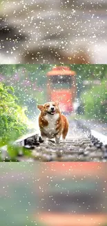 Corgi walking on railway tracks with a colorful garden background.