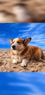 Corgi lounging on a sandy beach with a bright blue sky.