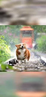 A happy Corgi runs on a wet train track surrounded by greenery.