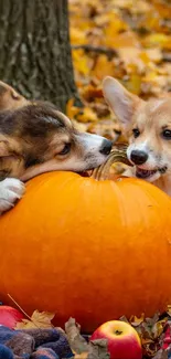 Corgi puppies with pumpkin on autumn leaves.