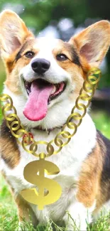 Corgi wearing a gold chain on a grassy field.