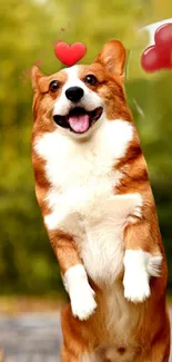 A joyful corgi with a heart-shaped balloon, standing in a green background.