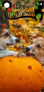 Two corgis with a pumpkin in autumn forest leaves.