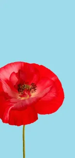 Corn Poppy Flower Plant Live Wallpaper