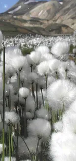 Cotton grass landscape with mountainous backdrop in a tranquil scene.