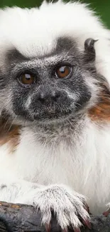 Close-up of a cotton-top tamarin with white fur and vivid eyes, nature background.