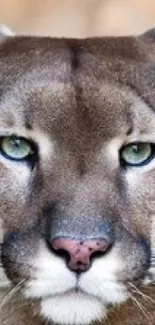 Close-up of a majestic cougar with striking eyes.