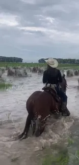 Cowgirl riding a horse through a stream with cattle in a lush field.