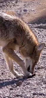 Coyote exploring rocky desert terrain