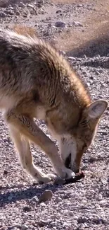 Coyote in a desert landscape scavenging for food.