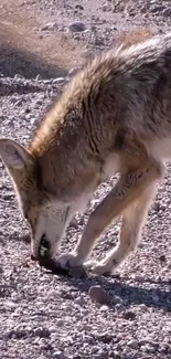 Coyote sniffing gravel path in desert landscape wallpaper.