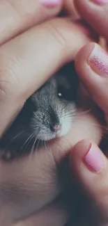 Cute animal cradled in hands with pink nail polish.