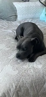 Relaxed dog lying on a stylish bed in a cozy gray bedroom.