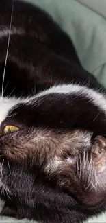 Relaxed black and white cat on green bedding.