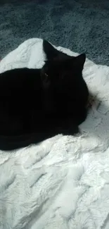 Black cat resting on a fluffy white blanket.