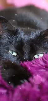 Black cat relaxing on a purple fuzzy blanket.