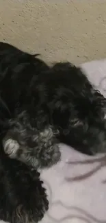 Black dog resting on a soft, textured blanket.