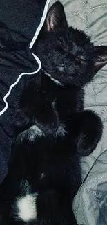 A black kitten sleeping on gray blankets, exuding warmth and charm.