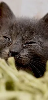 Cozy black kitten on green fabric wallpaper.