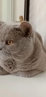 Cute British Shorthair cat resting on a white surface.