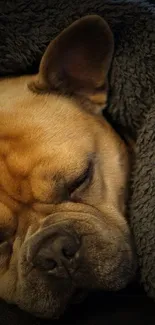 Sleeping bulldog wrapped in a fluffy grey blanket, cozy and serene.