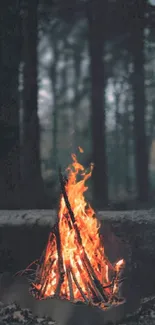 Campfire glowing warmly in forest at night.