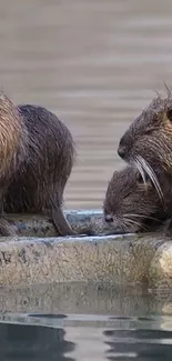 Capybara family by the water, serene nature wallpaper.