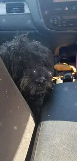 Cute dog in car enjoying a cozy ride.