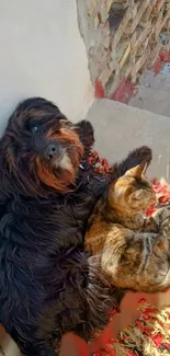 A fluffy black dog and a tabby cat cuddling on a colorful rug.