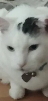 A white cat sitting by an office chair on a wooden floor.