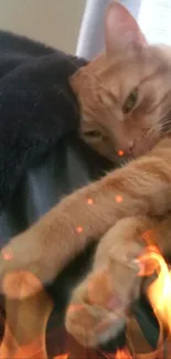 Orange cat resting with cozy flames.