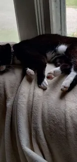 Cozy black and white cat sleeps peacefully by the window.