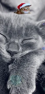 Cute sleeping cat with Santa hat and colorful bubbles on monochrome wallpaper.