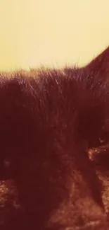 Close-up of a black cat's face with warm brown background.