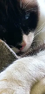 Close-up of a cozy brown and white cat with striking blue eyes.