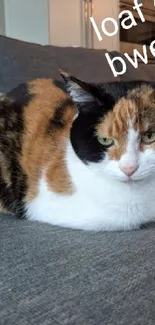 Calico cat lounging on a cozy gray couch with a relaxed expression.