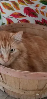 Ginger cat in basket with autumn leaves in background.