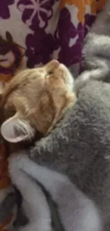 Ginger cat sleeping in a grey blanket with floral patterns.