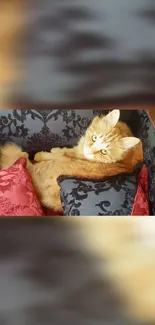 Ginger cat lounging among elegant red and black cushions.