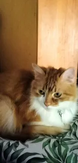 Fluffy ginger cat resting in a cozy setting with natural greenery.