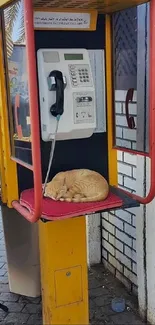 Cat resting comfortably in a yellow phone booth.