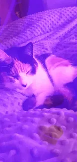 Cozy cat on blanket under purple light.