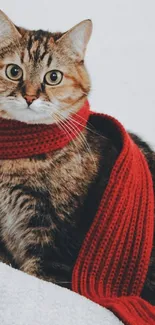 Cat wearing a red scarf against a white background.