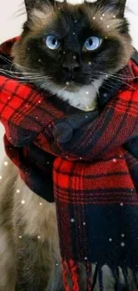 Siamese cat with blue eyes in red plaid scarf.