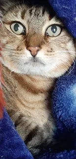 Adorable tabby cat cuddled in a vibrant blue blanket.