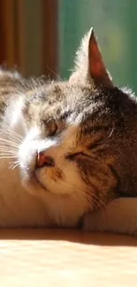 Sleeping cat basking in warm sunlight on a cozy surface.